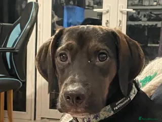 Mixed Breed dogs Spaniel cross Dacshund Boy 2 years old - Advert 3