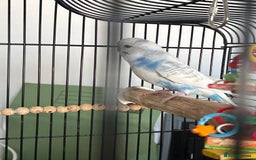 Budgerigars birds for sale: budgies for sale  - Image 2