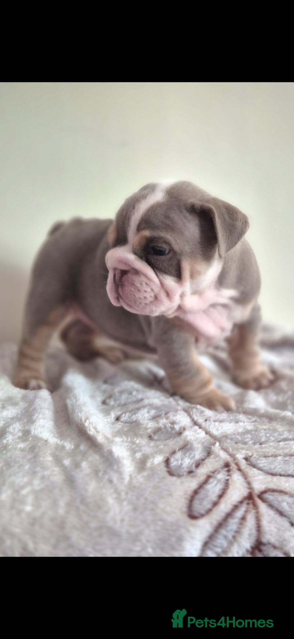 English Bulldog dogs Stunning Lilac Bulldogs - Advert 1