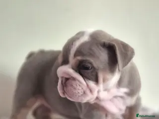 English Bulldog dogs Stunning Lilac Bulldogs - Advert 5