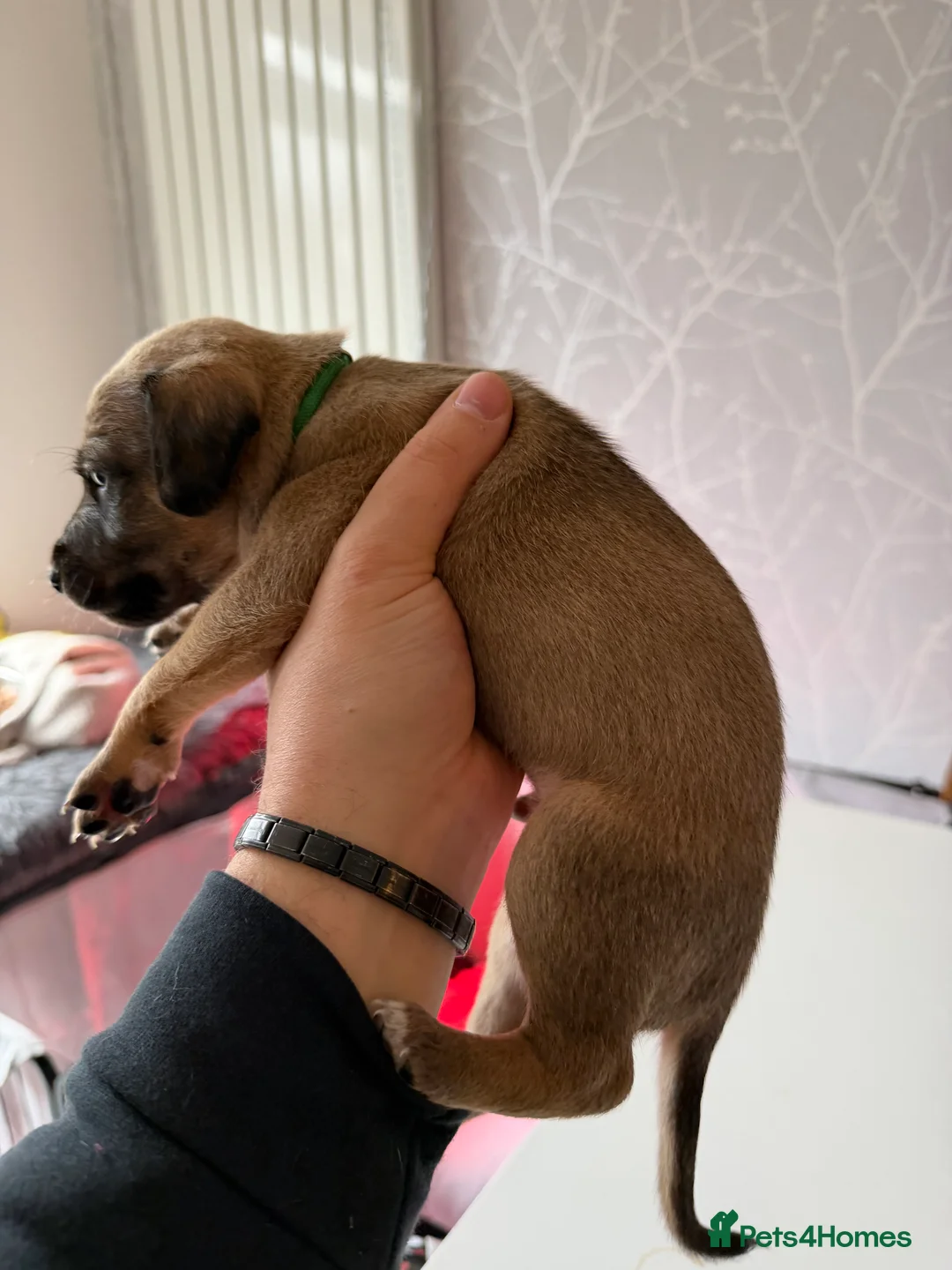 Mixed Breed dogs for sale: Bedlington x Whippet - Advert 15