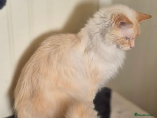 Ragdoll cats Forever family wanted - Advert 1