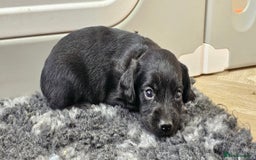 Labrador Retriever dogs for sale: 6 BEAUTIFUL BLACK PUPPIES. LAB CROSS COCKER - Image 16