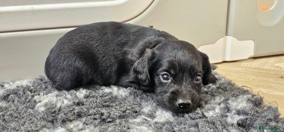 Labrador Retriever dogs for sale: 6 BEAUTIFUL BLACK PUPPIES. LAB CROSS COCKER - Image 16
