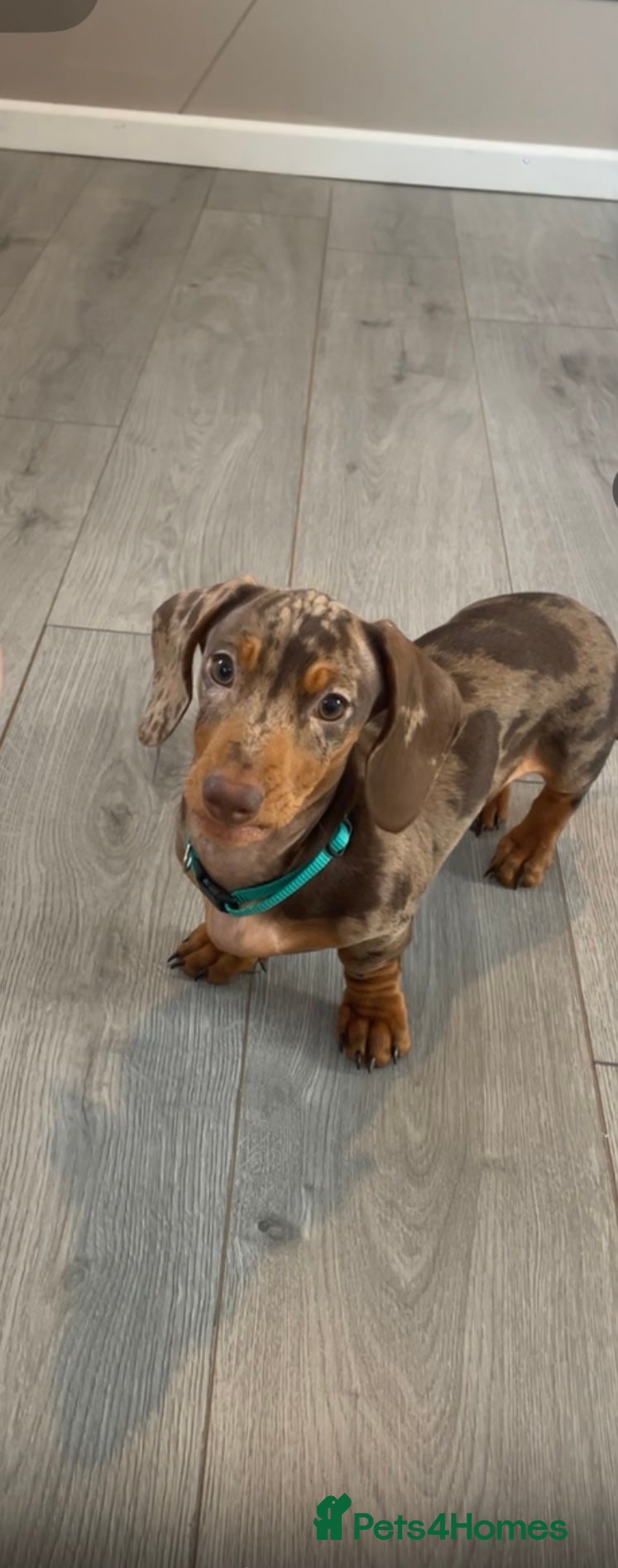 Miniature Dachshund dogs Miniature chocolate and tan dapple dachshund - Advert 4