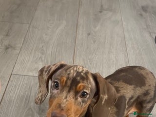 Miniature Dachshund dogs Miniature chocolate and tan dapple dachshund - Advert 18