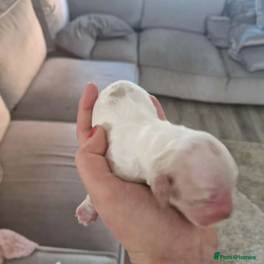 Cocker Spaniel dogs for sale: Stunning KC cocker spaniel puppies ❤️ - Advert 19