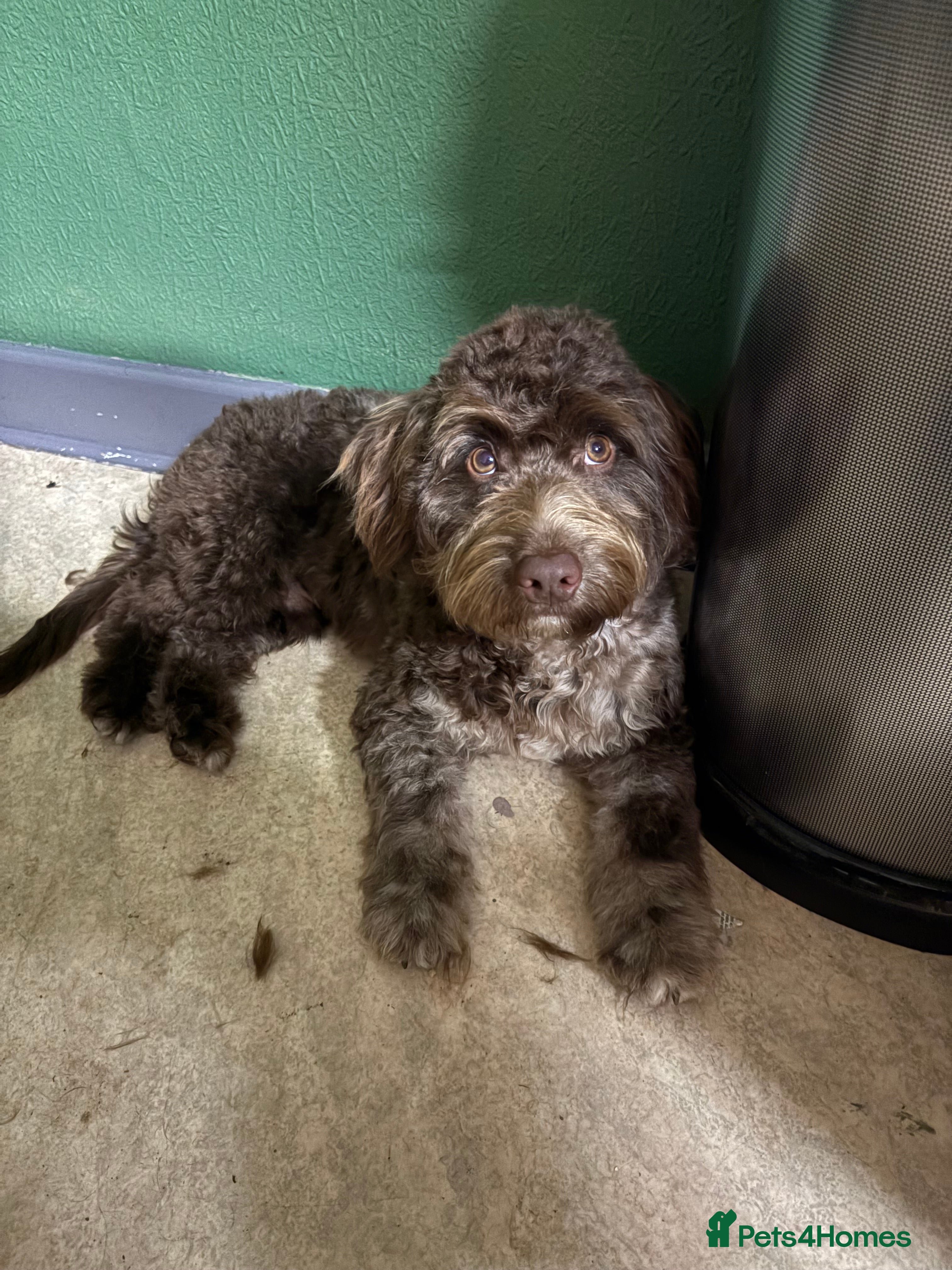 Cockapoo dogs F1 Chocolate Merle cockapoo for stud  - Advert 8