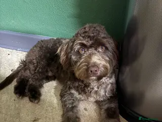 Cockapoo dogs F1 Chocolate Merle cockapoo for stud - Advert 8