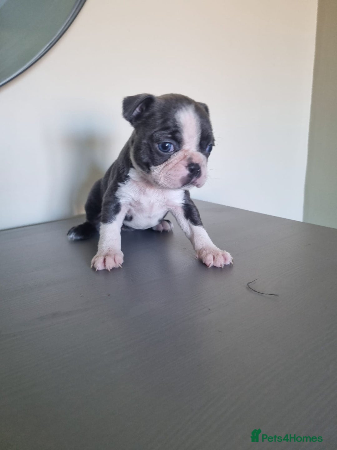 Boston Terrier dogs for sale: Last remaining Blue Boston girl - Image 26
