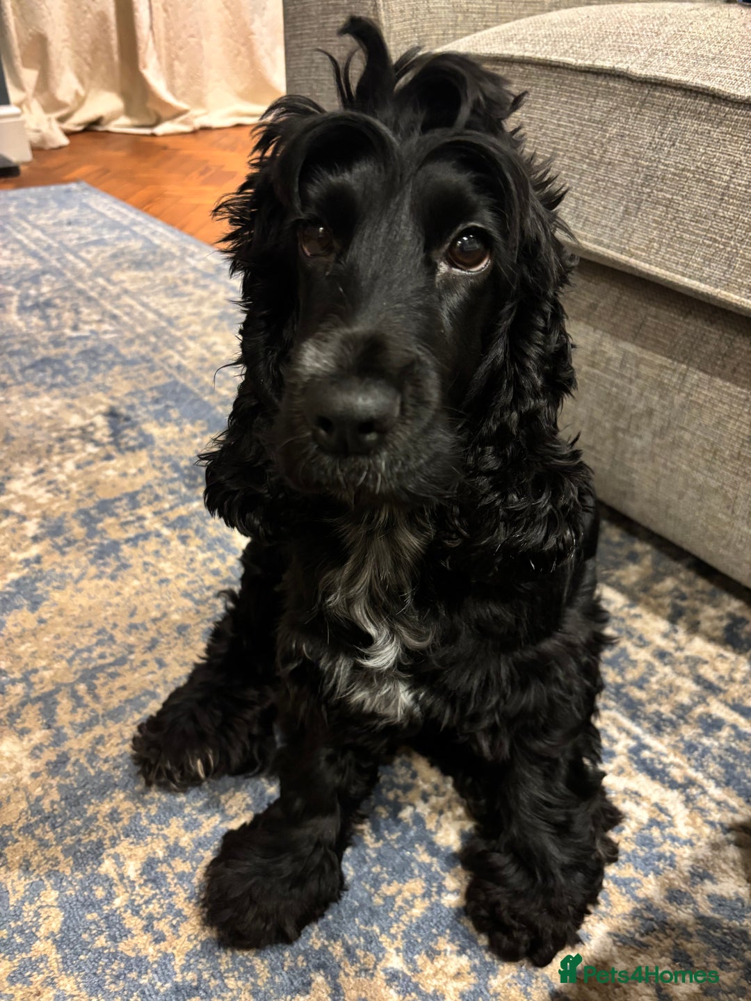 Cocker Spaniel dogs for sale: Show-type KC reg. black/white cocker spaniel puppy - Advert 9