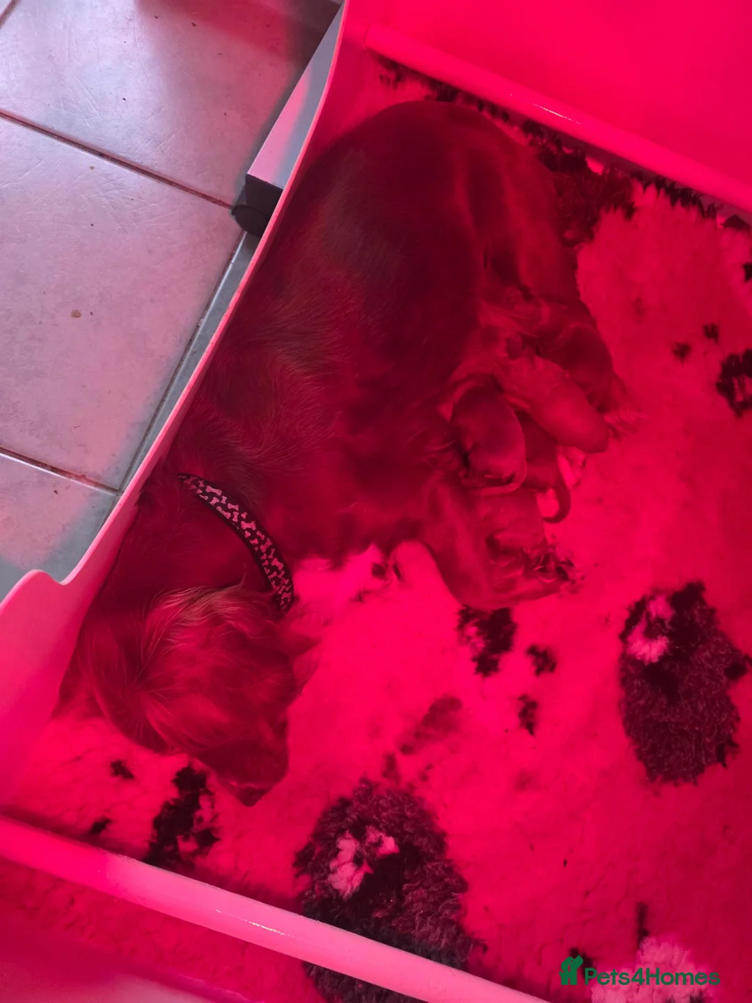 Cockapoo dogs for sale: Excellent cockerpoos x3 boys - Advert 10
