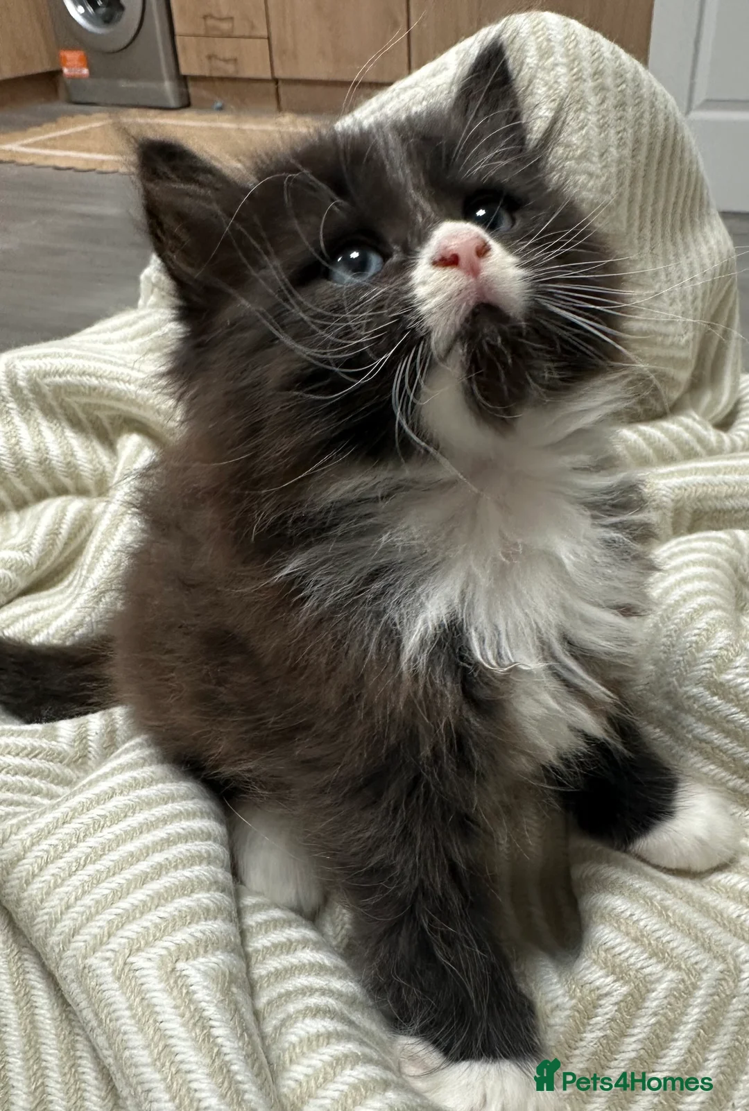 Siberian cats for sale: KITTENS SIBERIAN Neva Masquerade White  - Advert 3