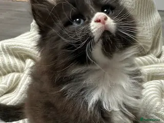 Siberian cats KITTENS SIBERIAN Neva Masquerade White - Advert 4