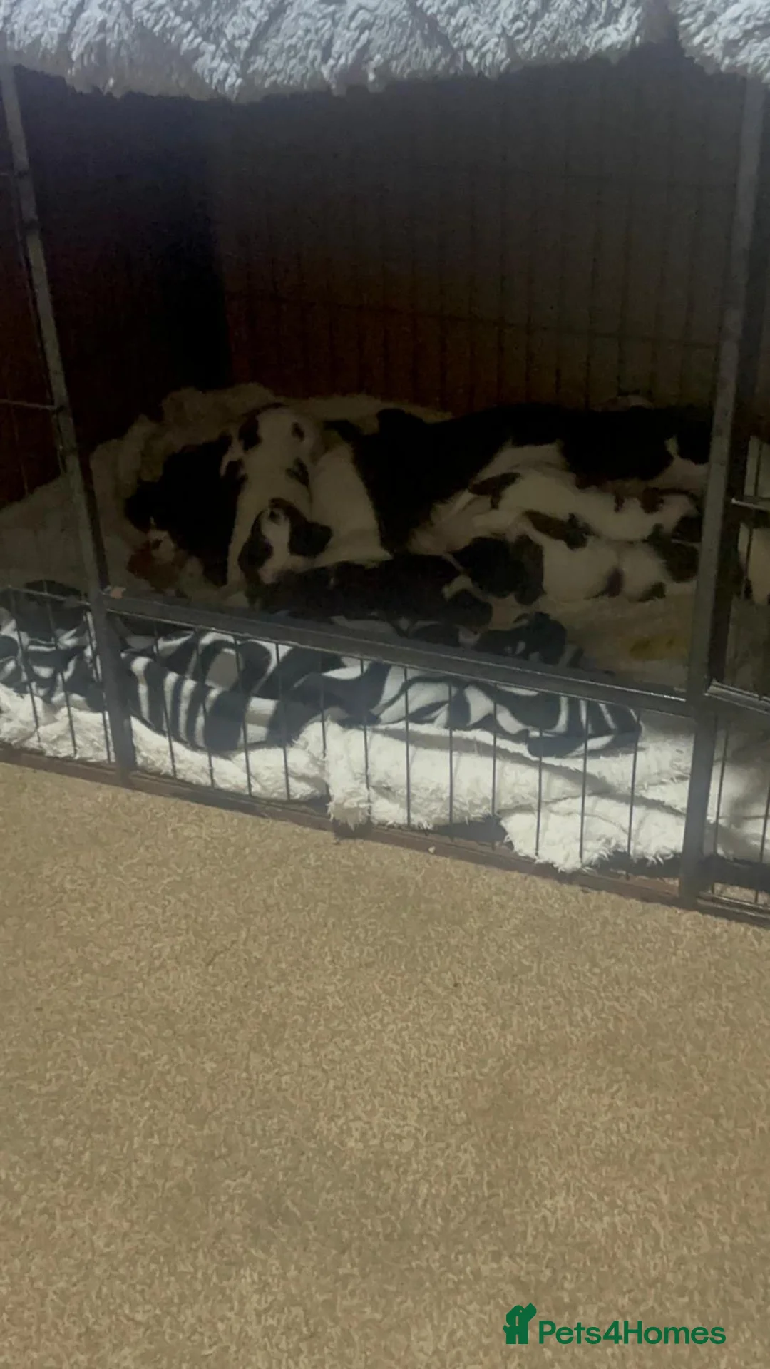 English Springer Spaniel dogs for sale: 8 Liver&White Springer Spaniel Puppies   - Advert 1