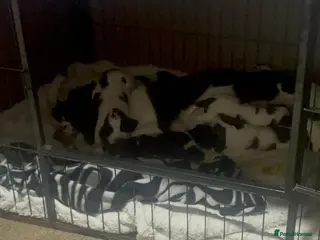 English Springer Spaniel dogs 8 Liver&White Springer Spaniel Puppies - Advert 2