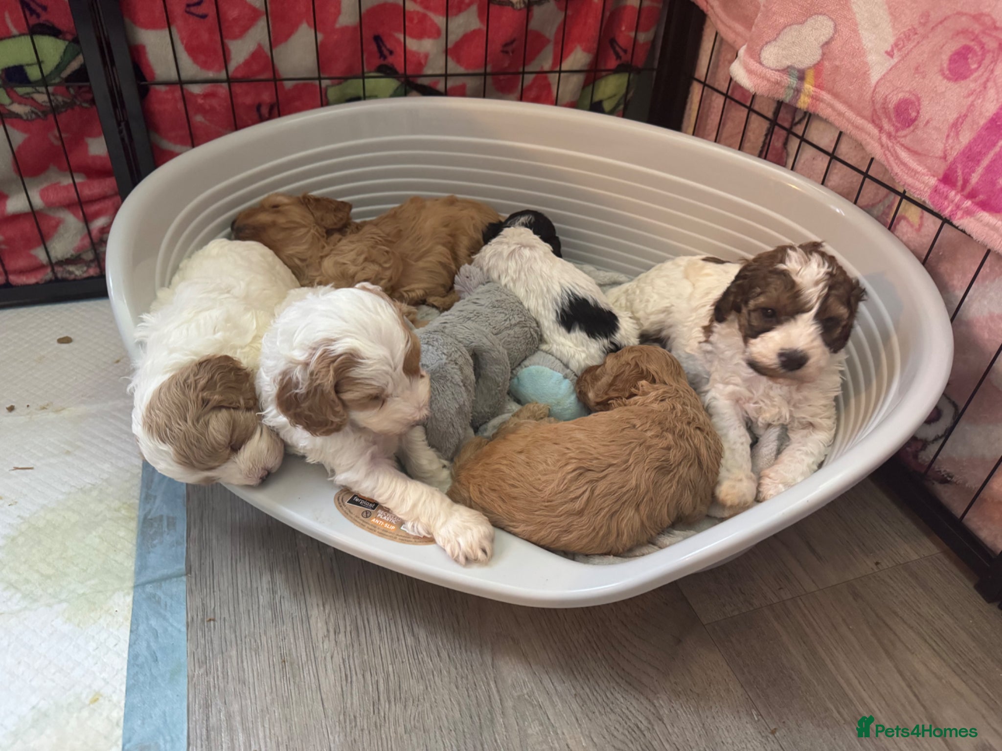 Cockapoo dogs F2B Parti/apricot miniature cockapoo puppies  - Advert 9