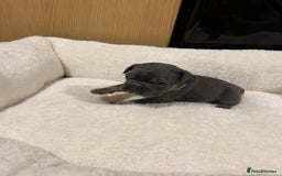 French Bulldog dogs for sale: 5⭐️ french bulldog pups 🐾 - Image 26