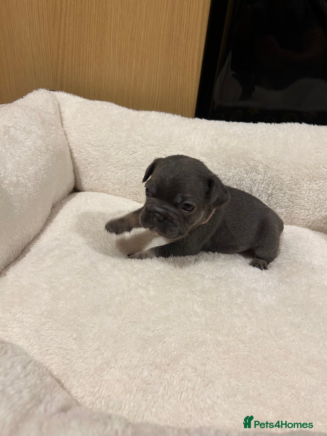 French Bulldog dogs for sale: 5⭐️ french bulldog pups 🐾 - Image 26