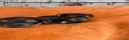 Yorkshire Terrier dogs for sale: X4 Stunning Minature Yorkshire terrier puppies  - Advert 6