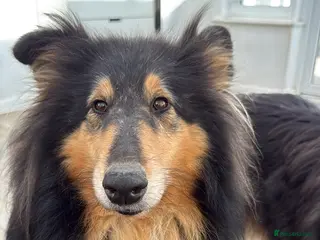 Rough Collie dogs Non- Affected Rough Collie Litter Due in 7 Days - Advert 5