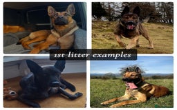 Mixed Breed dogs for sale: Dutch/Belgian malinois   - Image 2