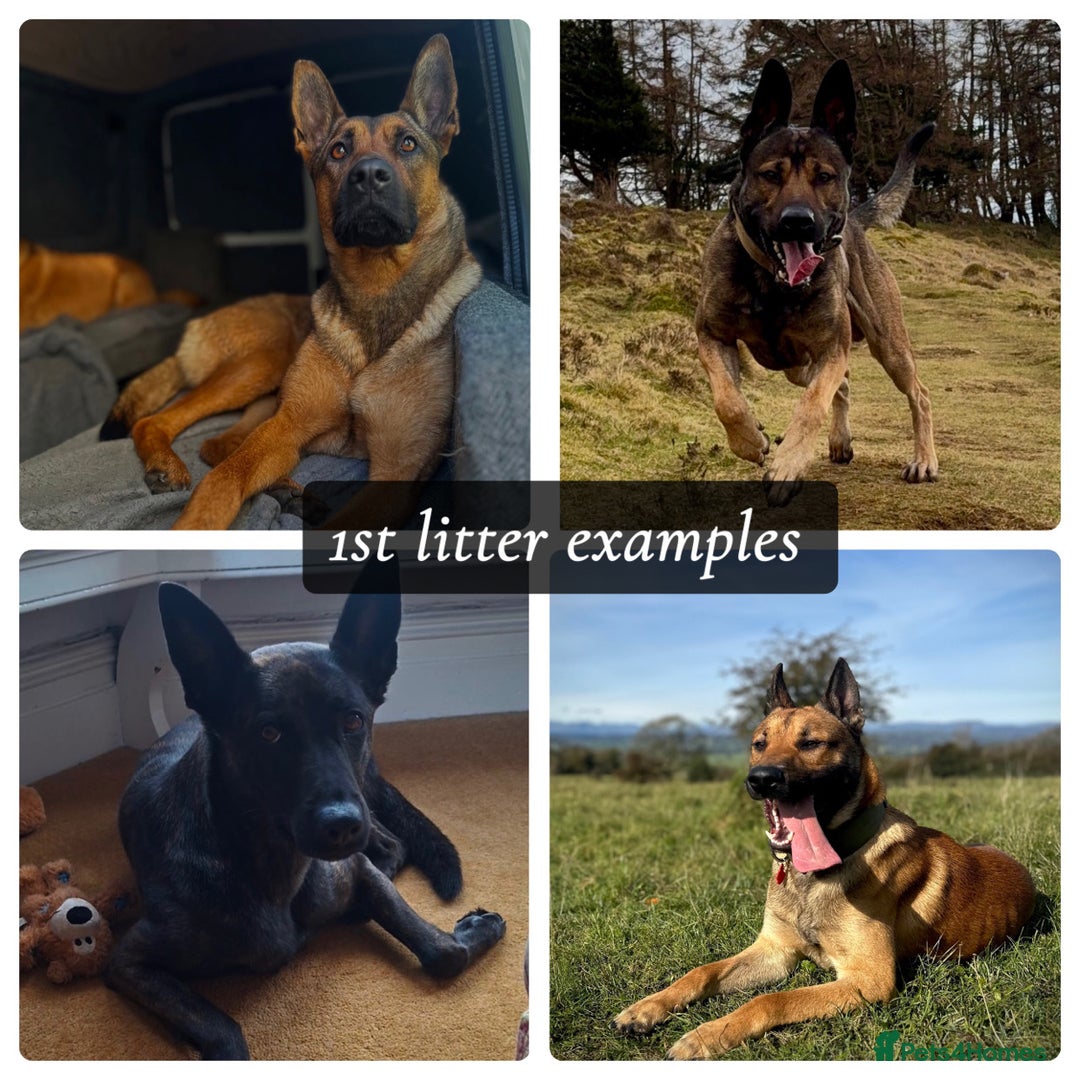 Mixed Breed dogs for sale: Dutch/Belgian malinois   - Image 2