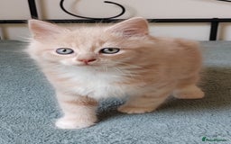 Maine Coon cats for sale: Beautiful Maine Coon kittens  - Image 5