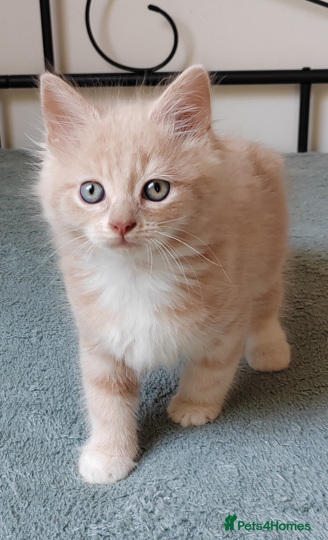 Maine Coon cats for sale: Beautiful Maine Coon kittens  - Image 5