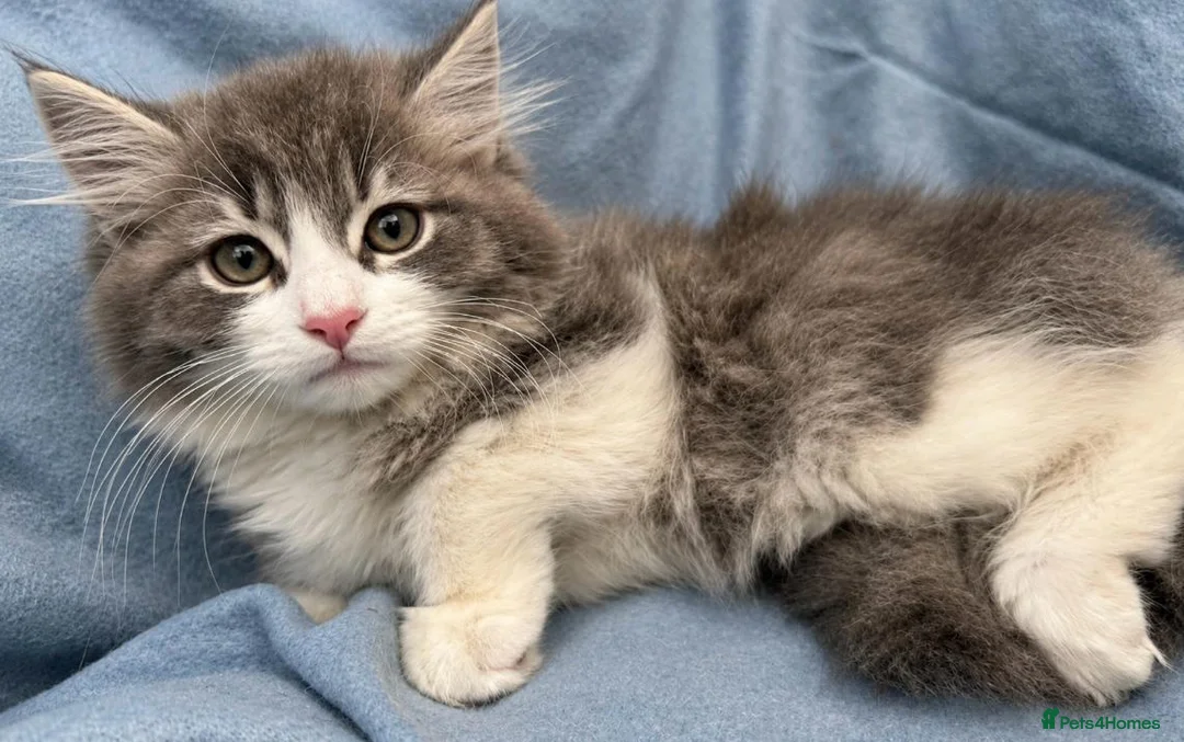 Siberian cats for sale: Beautiful Pedigree Kittens Seeking Loving Homes - Advert 1