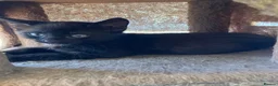 Mixed Breed cats for sale: 3 black kittens - Advert 6