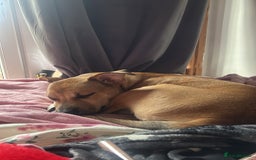 Mixed Breed dogs for sale: Ren looking for a new home x - Image 4