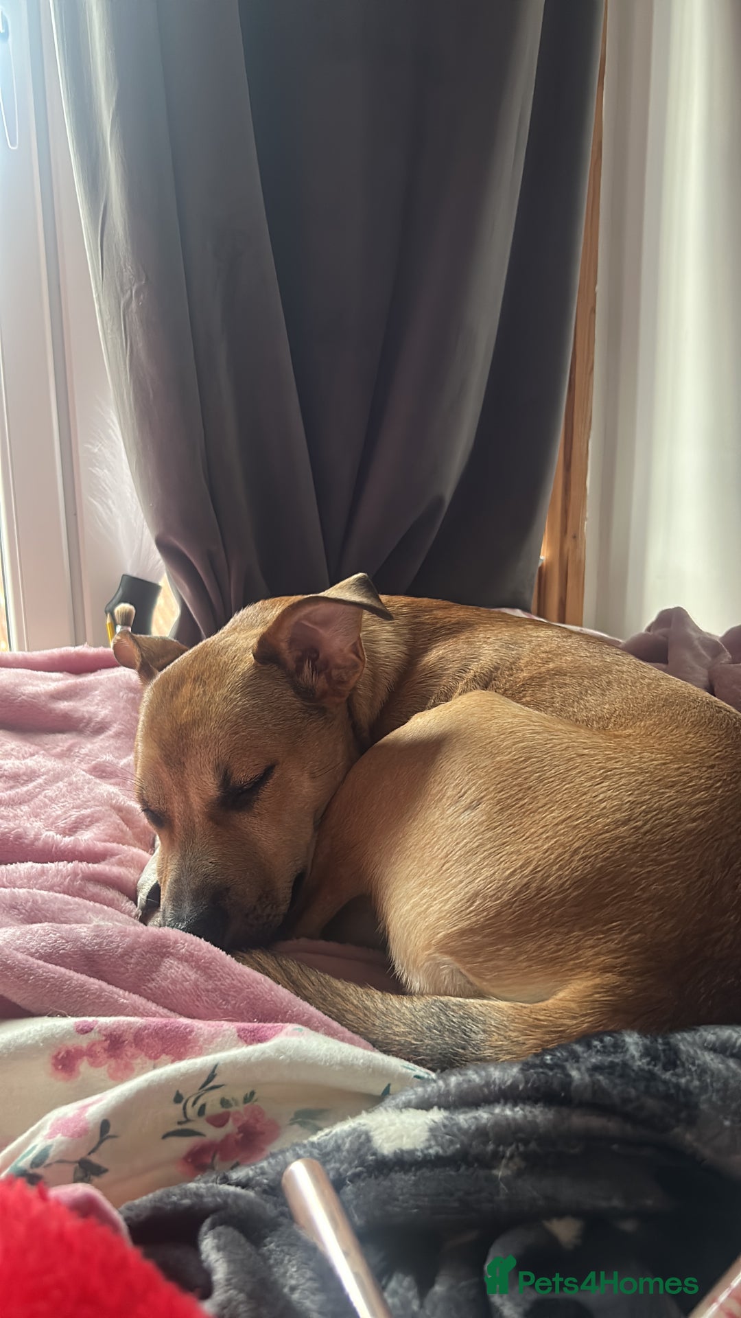 Mixed Breed dogs for sale: Ren looking for a new home x - Image 4
