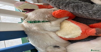 Golden Retriever dogs - Advert 2