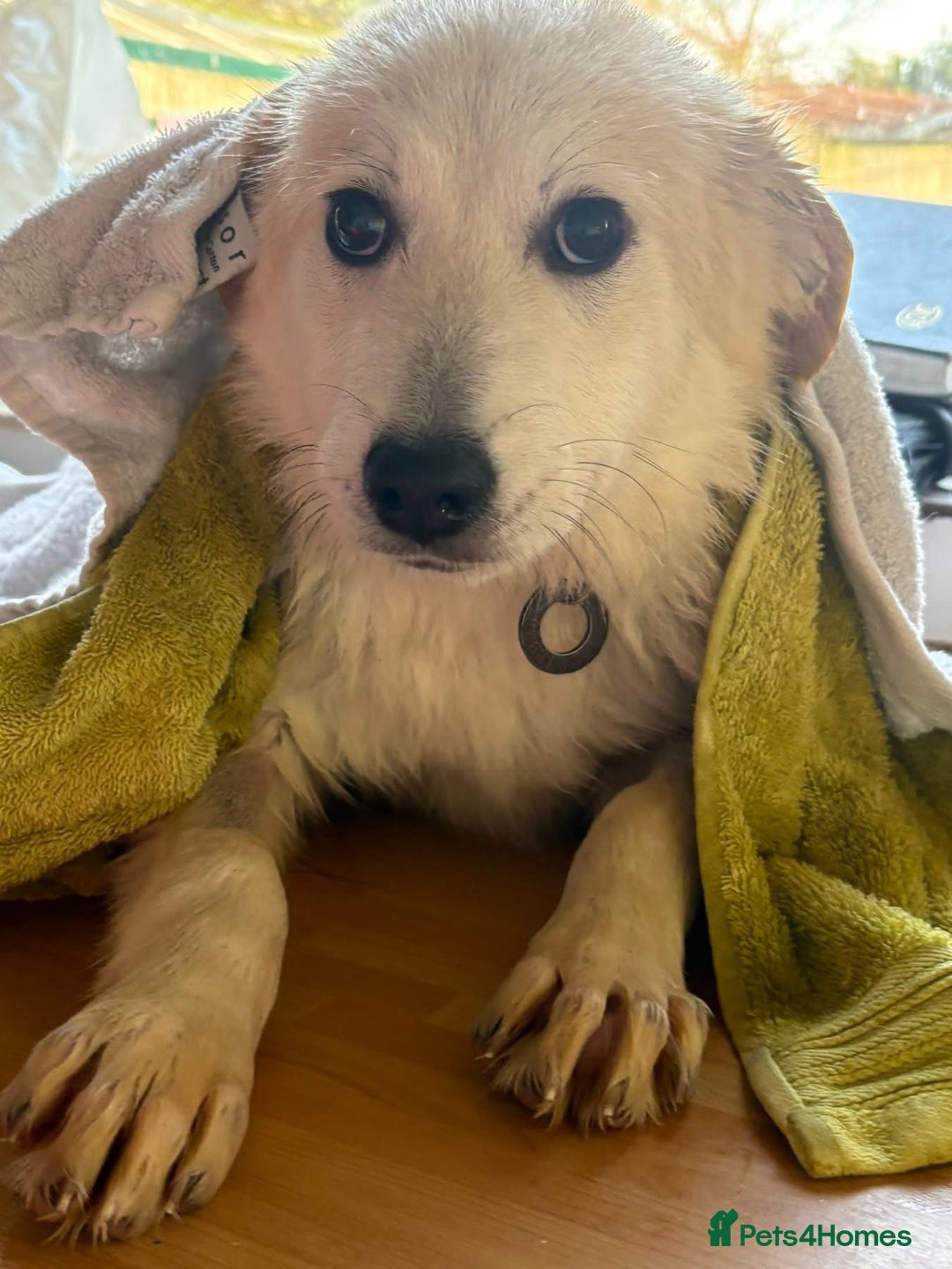 Mixed Breed dogs for adoption: Wren - Costessey Norwich  - Advert 14