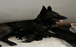 Belgian Shepherd Dog dogs for sale: DUTCH Shepherd puppies - Image 9