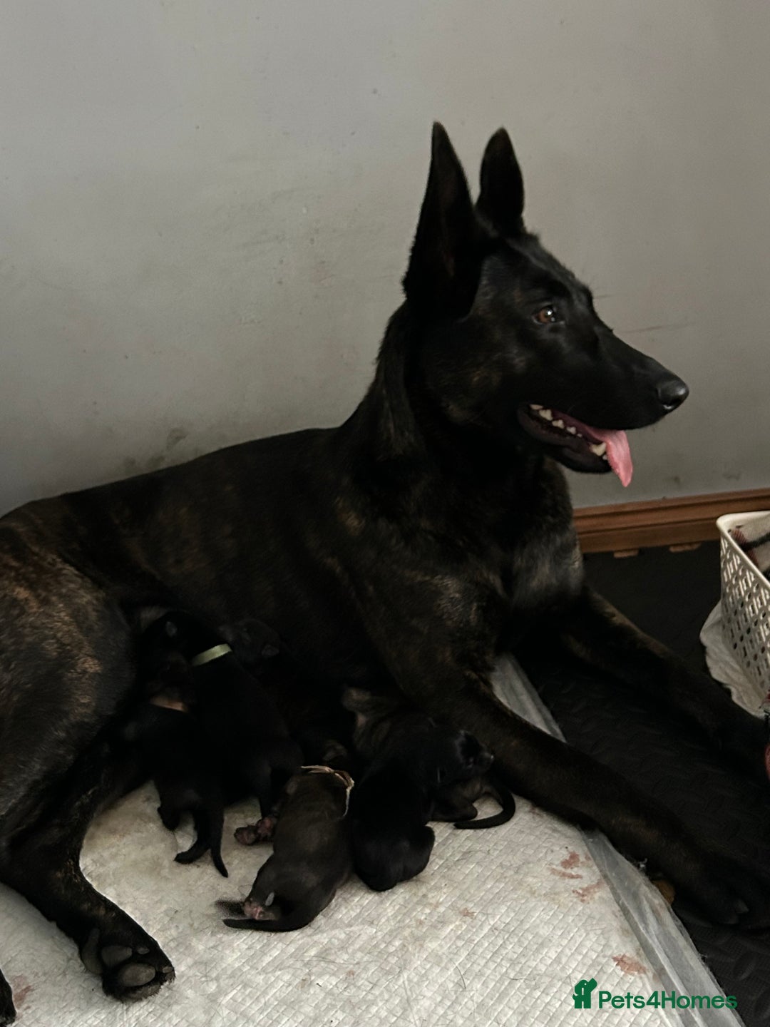 Belgian Shepherd Dog dogs for sale: DUTCH Shepherd puppies - Image 9