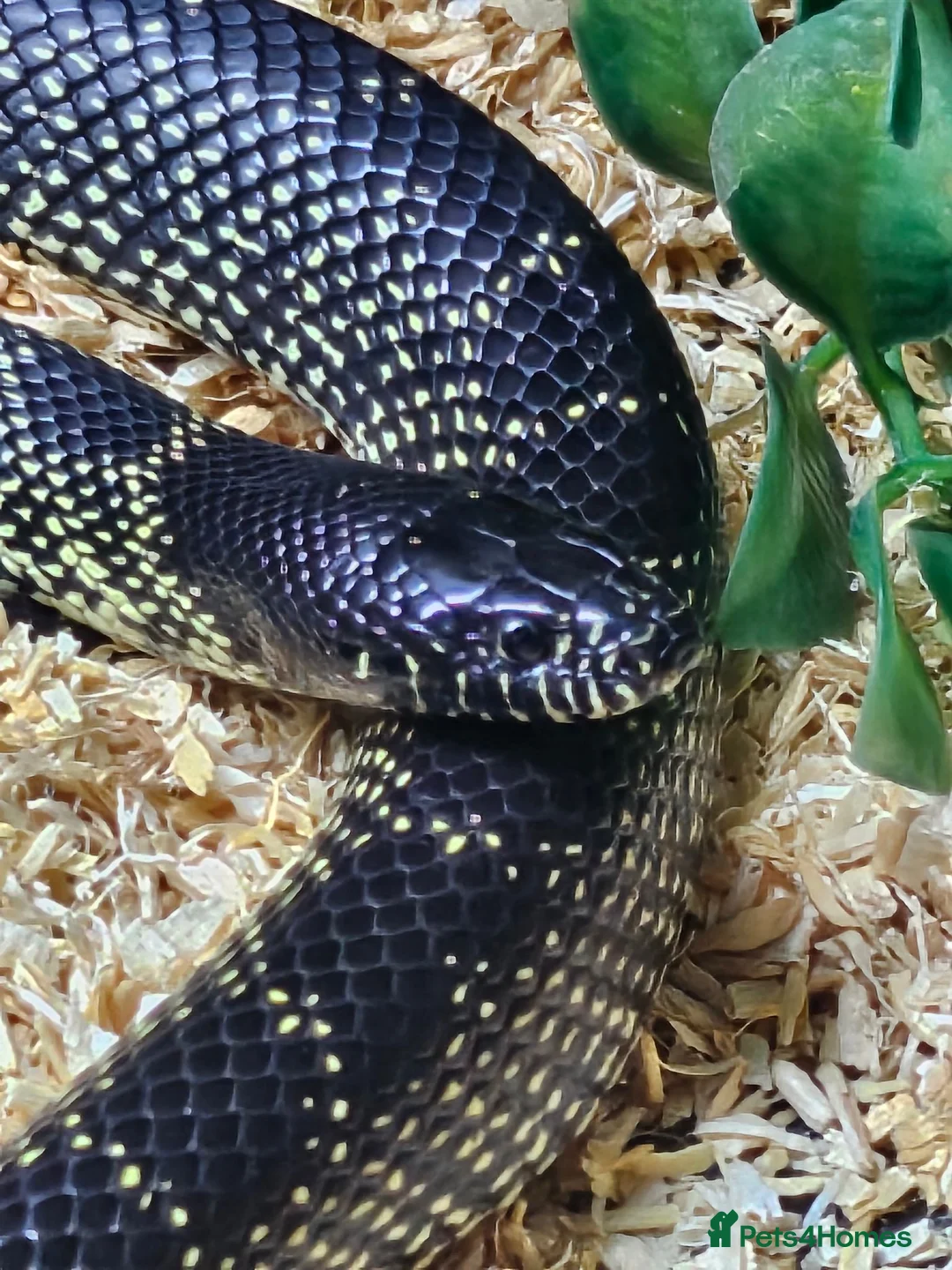 Snake reptiles for sale: Mexican black kingsnake  - Advert 3