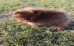 Pomeranian dogs for sale: Kc registered Pomeranian puppies - Image 5