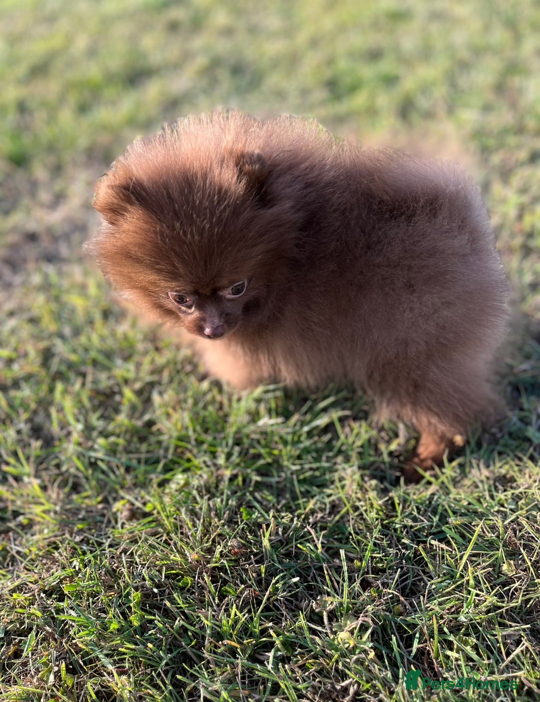 Pomeranian dogs for sale: Kc registered Pomeranian puppies - Image 5