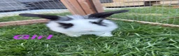Mini Lop rabbits for sale: 4 adorable mini lops for sale  - Advert 6