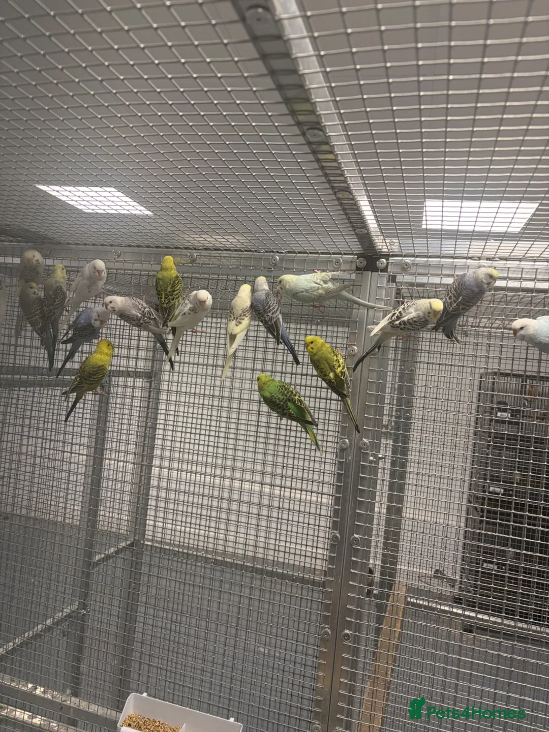 Budgerigars birds for sale: Stunning Various Baby Budgies  - Advert 2