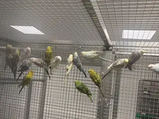 Budgerigars birds Stunning Various Baby Budgies - Advert 2
