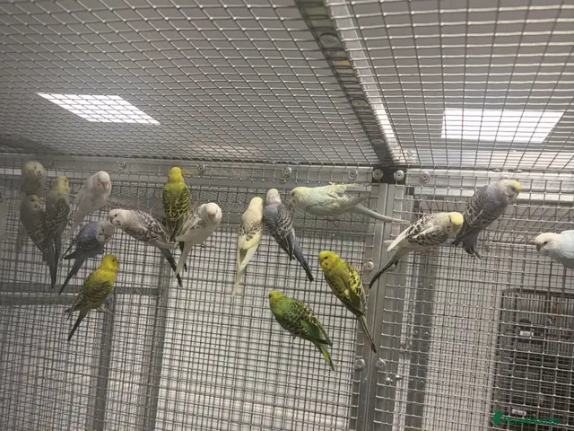 Budgerigars birds Stunning Various Baby Budgies - Advert 2