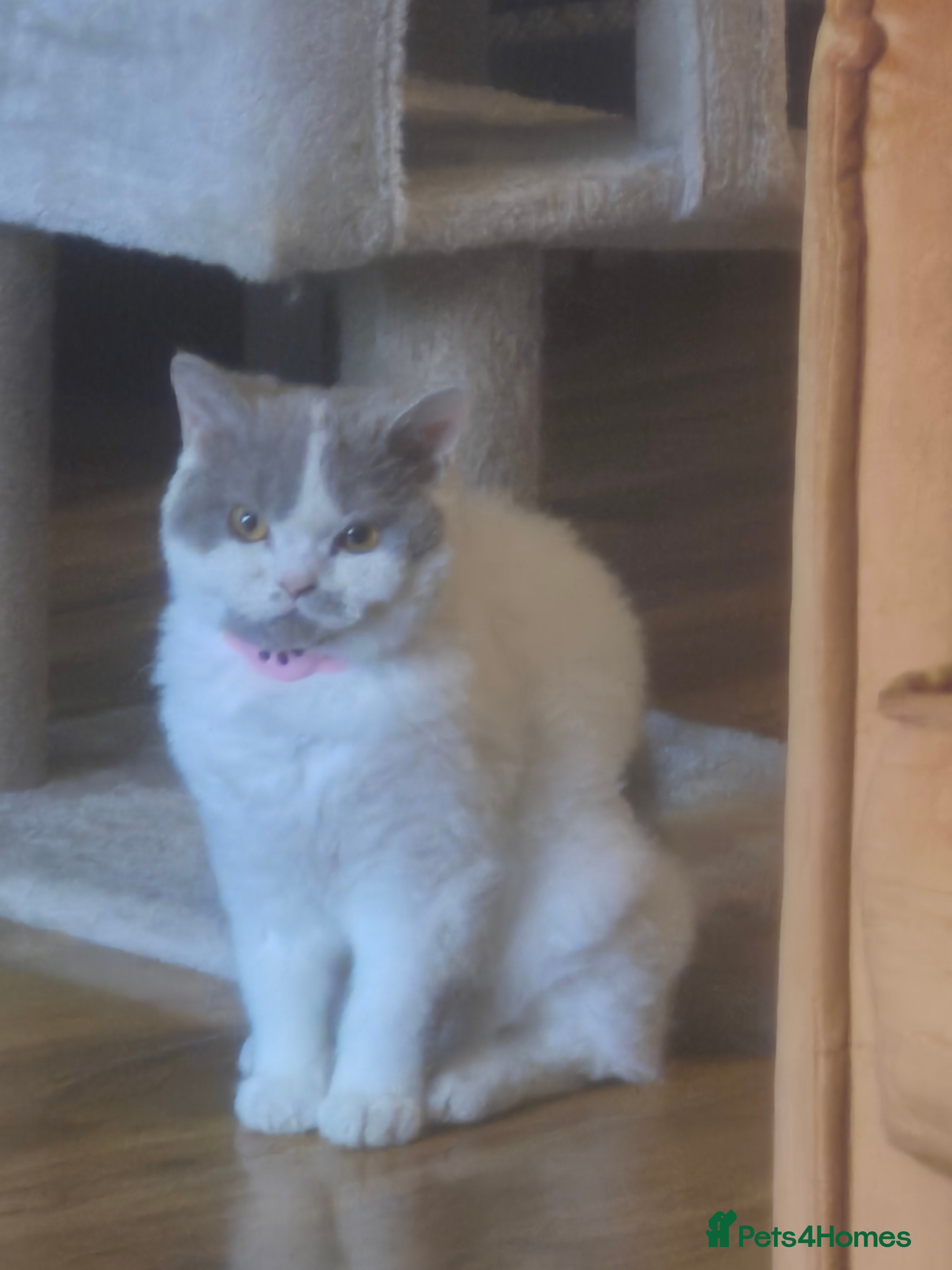 Selkirk Rex cats 5 month old selkirk rex  in Launceston - Advert 5