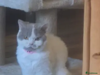 Selkirk Rex cats 5 month old selkirk rex in Launceston - Advert 5