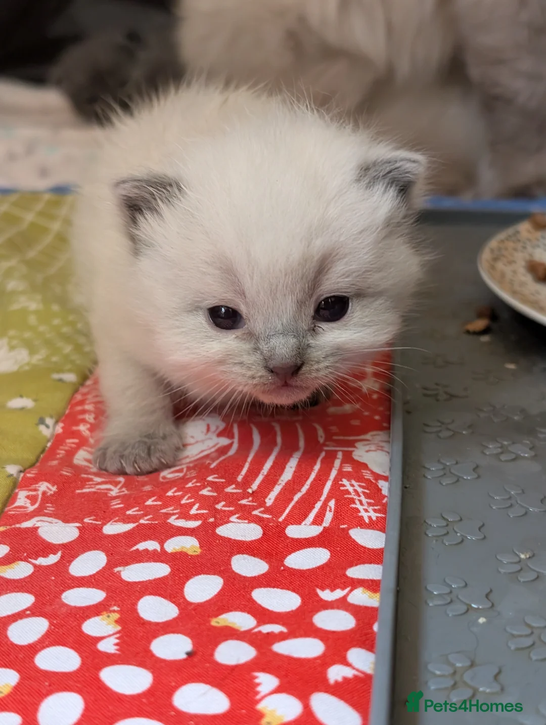 Mixed Breed cats for sale: Ragdoll/ British short hair - Advert 17