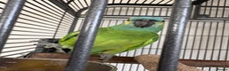 Parrots birds for sale: Bluey Blue fronted parrot - Advert 3