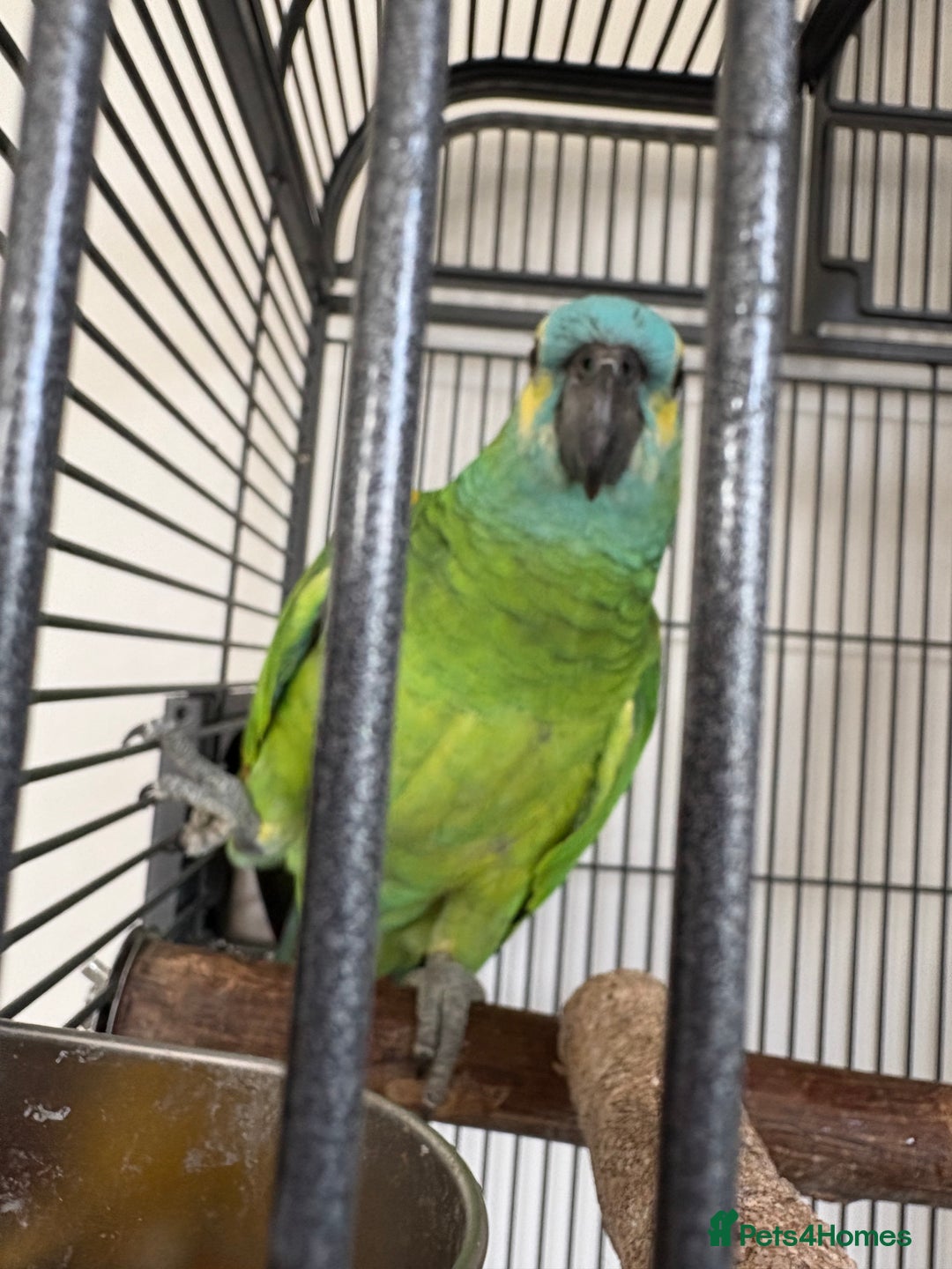 Parrots birds for sale: Bluey Blue fronted parrot - Advert 3