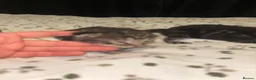 Mixed Breed cats for sale: 5 beautiful Tabby’s mixed breed  in Manchester - Advert 16